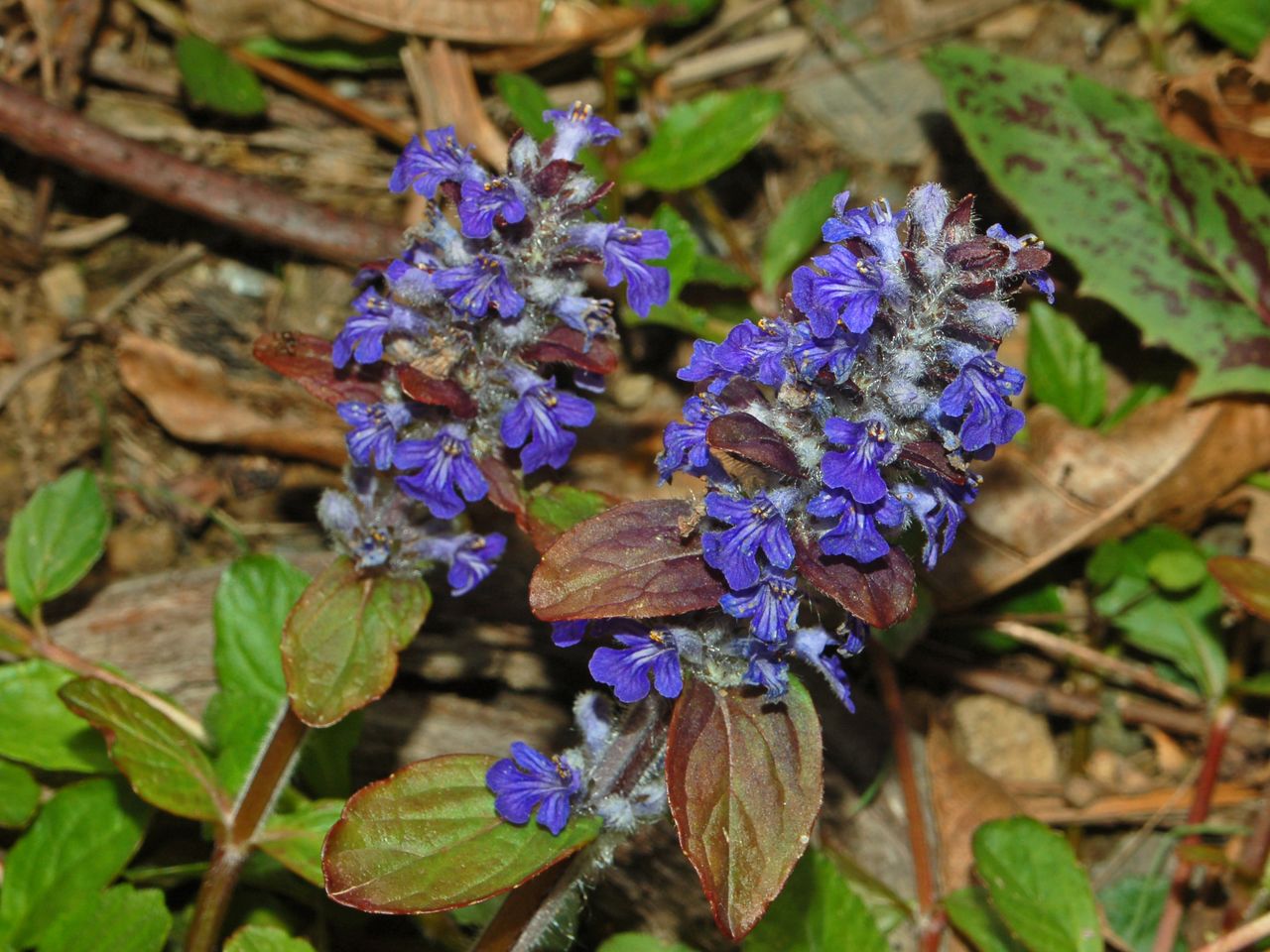 Ajuga reptans / Iva comune, Erba di S.Lorenzo